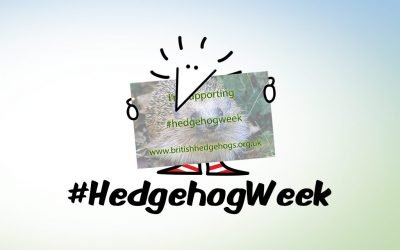 Hedgehog Awareness Week – Henry the Hedgegnome says support your hedgehogs.